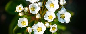 Preview wallpaper spiraea vanhouttei, flowers, petals, plant, macro