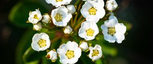 Preview wallpaper spiraea vanhouttei, flowers, petals, plant, macro