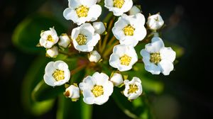 Preview wallpaper spiraea vanhouttei, flowers, petals, plant, macro
