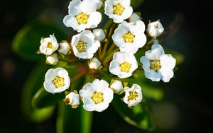Preview wallpaper spiraea vanhouttei, flowers, petals, plant, macro