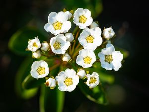 Preview wallpaper spiraea vanhouttei, flowers, petals, plant, macro