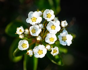 Preview wallpaper spiraea vanhouttei, flowers, petals, plant, macro