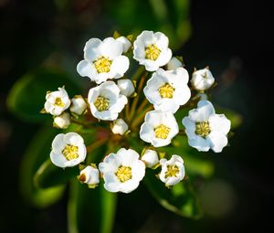 Preview wallpaper spiraea vanhouttei, flowers, petals, plant, macro