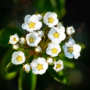 Preview wallpaper spiraea vanhouttei, flowers, petals, plant, macro