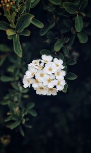 Preview wallpaper spirea, flower, bloom, petals, plant