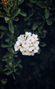 Preview wallpaper spirea, flower, bloom, petals, plant
