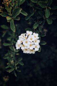 Preview wallpaper spirea, flower, bloom, petals, plant