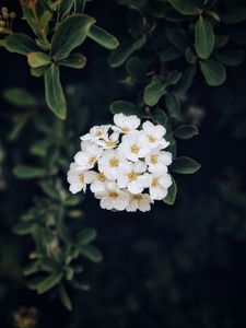 Preview wallpaper spirea, flower, bloom, petals, plant