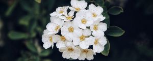 Preview wallpaper spirea, flower, bloom, petals, plant