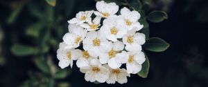 Preview wallpaper spirea, flower, bloom, petals, plant