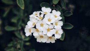 Preview wallpaper spirea, flower, bloom, petals, plant