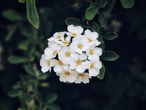 Preview wallpaper spirea, flower, bloom, petals, plant