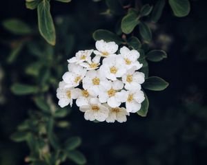 Preview wallpaper spirea, flower, bloom, petals, plant