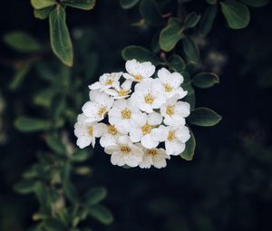 Preview wallpaper spirea, flower, bloom, petals, plant