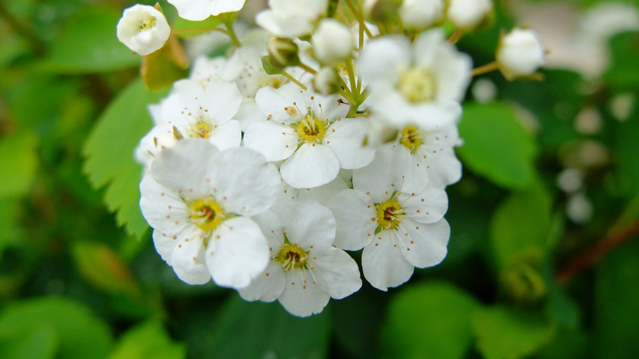 Wallpaper spirea, flowers, branch, petals, white