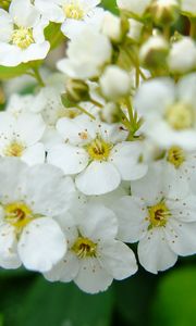 Preview wallpaper spirea, flowers, branch, petals, white