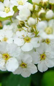 Preview wallpaper spirea, flowers, branch, petals, white