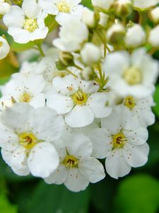 Preview wallpaper spirea, flowers, branch, petals, white