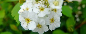 Preview wallpaper spirea, flowers, branch, petals, white