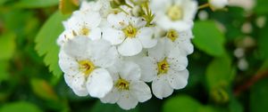 Preview wallpaper spirea, flowers, branch, petals, white
