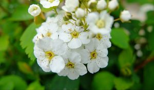 Preview wallpaper spirea, flowers, branch, petals, white