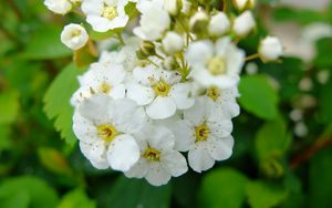 Preview wallpaper spirea, flowers, branch, petals, white