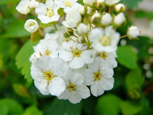Preview wallpaper spirea, flowers, branch, petals, white