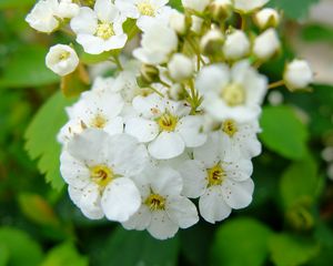 Preview wallpaper spirea, flowers, branch, petals, white