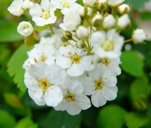 Preview wallpaper spirea, flowers, branch, petals, white