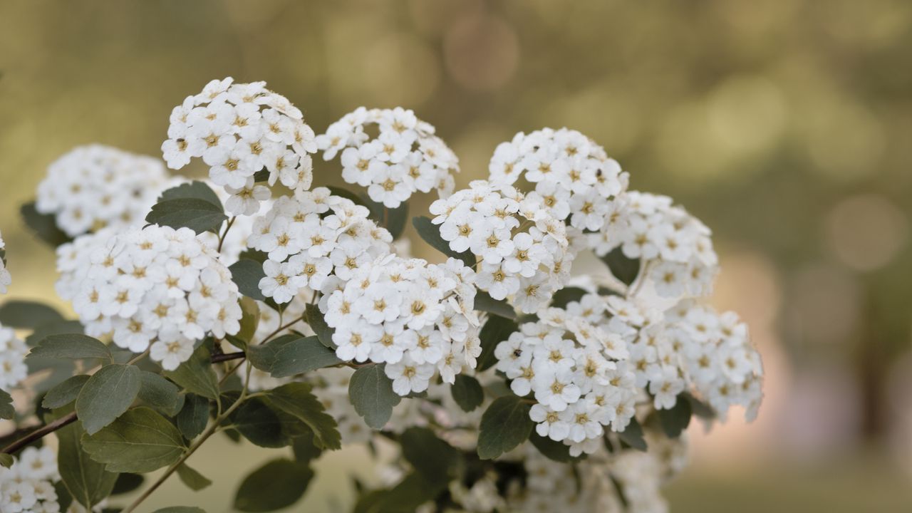 Wallpaper spirea, flowers, leaves, white