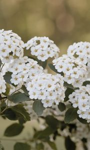 Preview wallpaper spirea, flowers, leaves, white