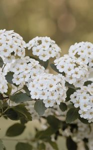 Preview wallpaper spirea, flowers, leaves, white