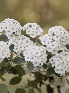 Preview wallpaper spirea, flowers, leaves, white