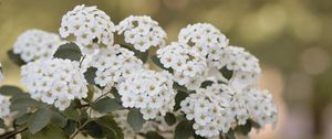 Preview wallpaper spirea, flowers, leaves, white
