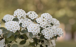 Preview wallpaper spirea, flowers, leaves, white