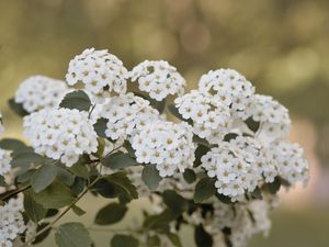 Preview wallpaper spirea, flowers, leaves, white