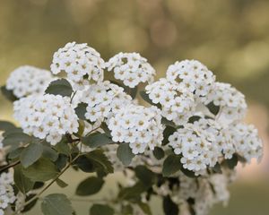 Preview wallpaper spirea, flowers, leaves, white