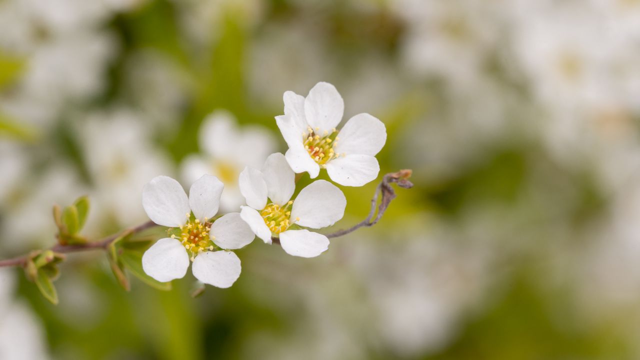 Wallpaper spirea, flowers, white, macro, blur