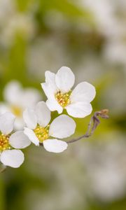 Preview wallpaper spirea, flowers, white, macro, blur