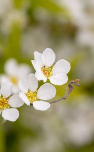Preview wallpaper spirea, flowers, white, macro, blur