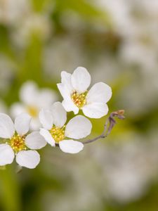 Preview wallpaper spirea, flowers, white, macro, blur