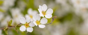 Preview wallpaper spirea, flowers, white, macro, blur