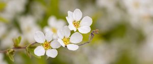 Preview wallpaper spirea, flowers, white, macro, blur