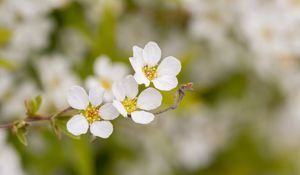 Preview wallpaper spirea, flowers, white, macro, blur