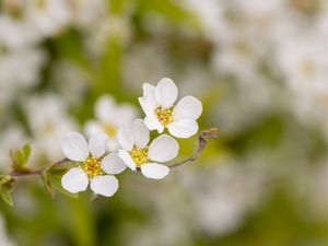 Preview wallpaper spirea, flowers, white, macro, blur