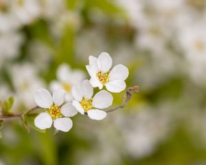 Preview wallpaper spirea, flowers, white, macro, blur