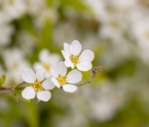 Preview wallpaper spirea, flowers, white, macro, blur