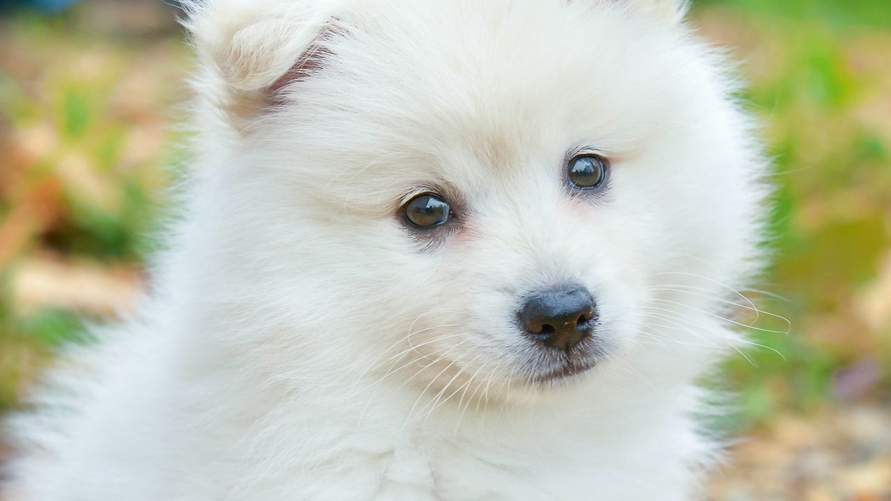 Wallpaper spitz, dog, cute, fluffy