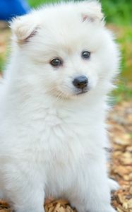 Preview wallpaper spitz, dog, cute, fluffy