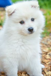 Preview wallpaper spitz, dog, cute, fluffy